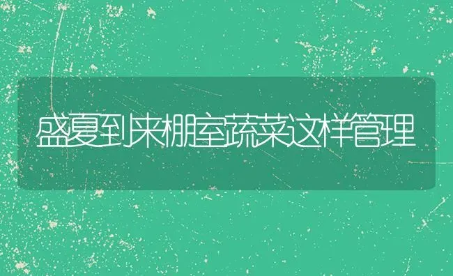盛夏到来棚室蔬菜这样管理 | 蔬菜种植