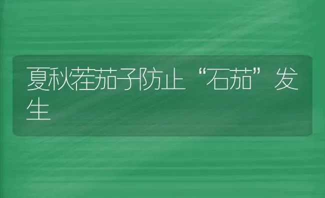 夏秋茬茄子防止“石茄”发生 | 蔬菜种植