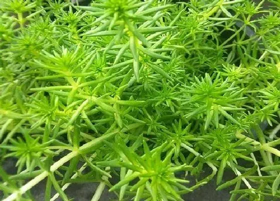 植物百科|垂盆草开花吗 开花长的什么样子