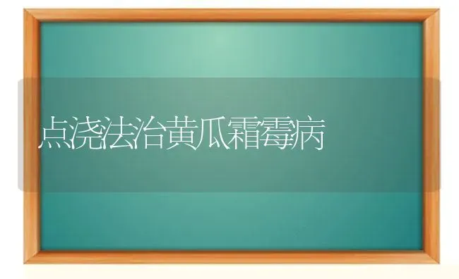 点浇法治黄瓜霜霉病 | 蔬菜种植