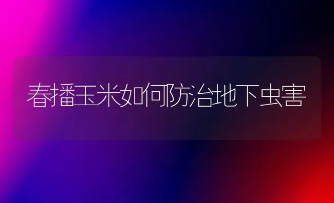 春播玉米如何防治地下虫害 | 粮油作物种植