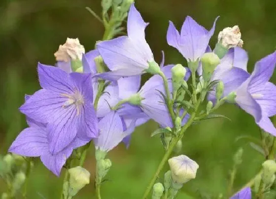 花语|什么花代表遗憾