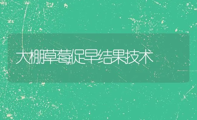大棚草莓促早结果技术 | 瓜果种植