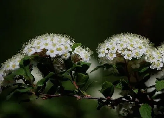 植物排行|菊花什么品种最好