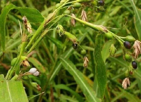 植物百科|薏米生长在什么地方