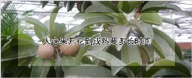 人心果开花到成熟要多长时间 | 养殖技术