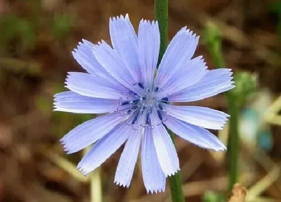 植物百科|菊苣生长在什么地方