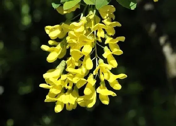 花卉百科|泰国的国花是什么花