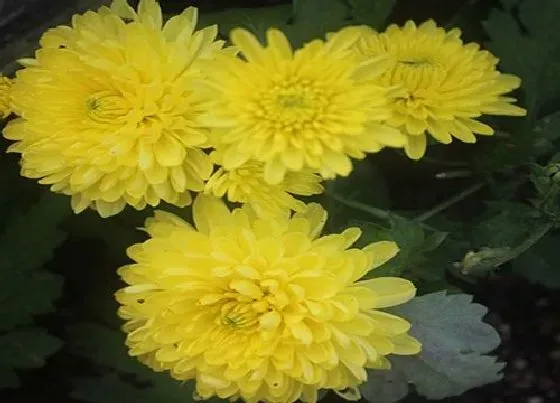 植物寓意|黃色菊花花语代表什么意思