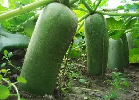 花卉百科|常见的十字花科植物有哪些 十字花科蔬菜种类及图片