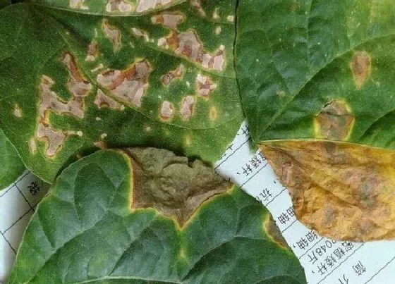 植物病害|豇豆花叶病症状及防治方法