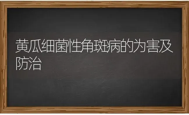 黄瓜细菌性角斑病的为害及防治 | 蔬菜种植