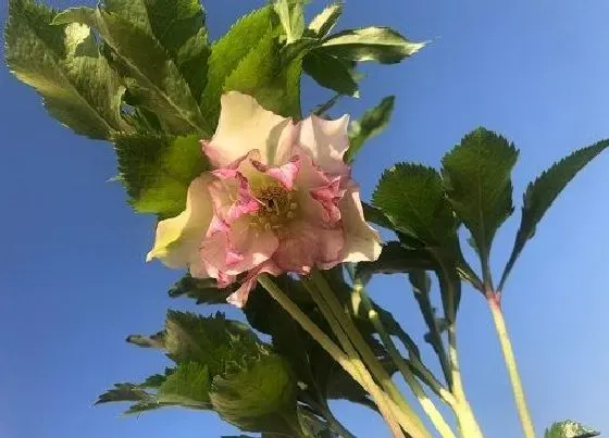 开花时间|铁筷子一年开几次花 花期多长时间