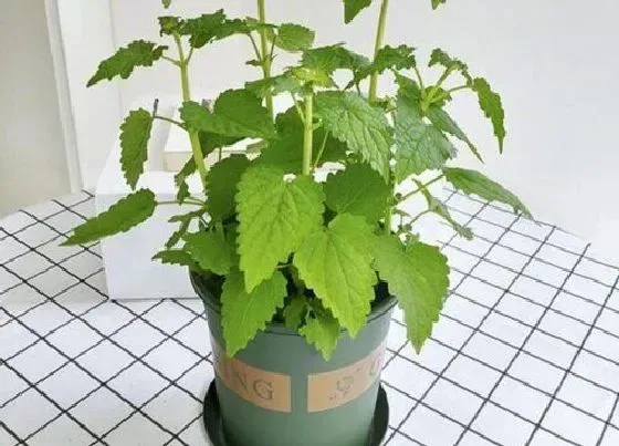 冬天植物|紫苏冬天会死吗 冬天会不会枯萎冻死