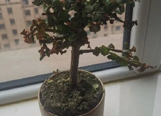 植物寓意|金枝玉叶的寓意和象征风水