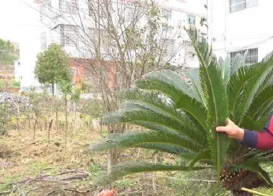 植物修剪|铁树什么时候剪枝合适