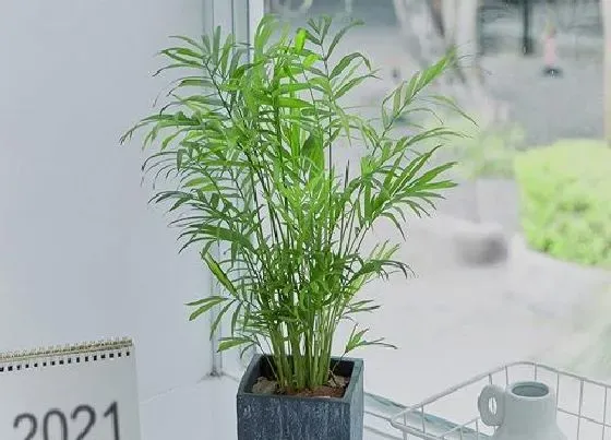 冬天植物|凤尾竹怕冻吗