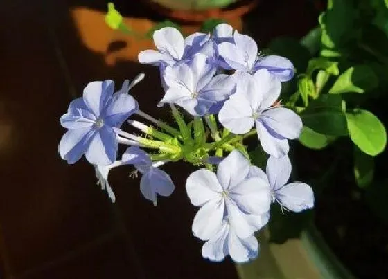 冬天植物|蓝雪花冬天会冻死吗