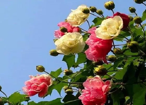 摆放常识|芙蓉花适合在室内养吗