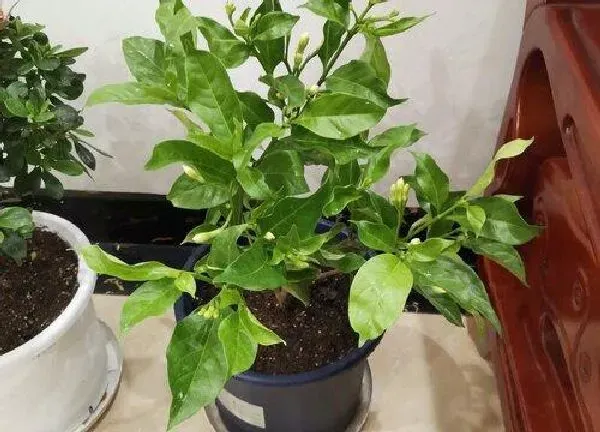 植物换土|盆栽植物怎么换土换盆