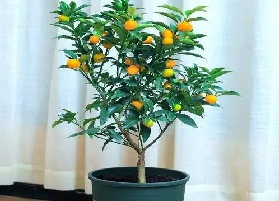 植物虫害|四季桔长虫子怎么办