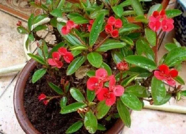 植物移栽|刺梅什么时候换盆好