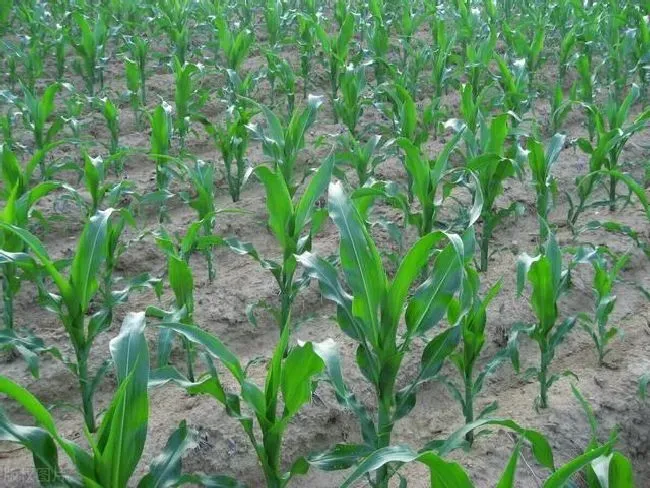种植管理|玉米是栽稀一点还是密一点好，玉米稀植还是密植高产）