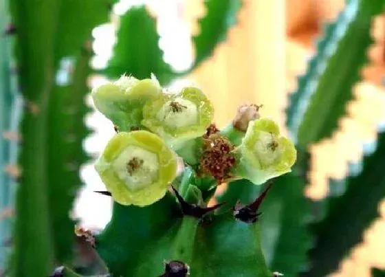 植物百科|龙骨会开花吗