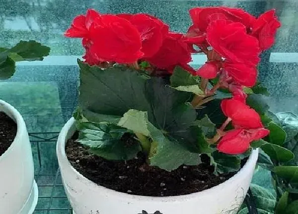 植物移栽|海棠上盆时间与养护方法