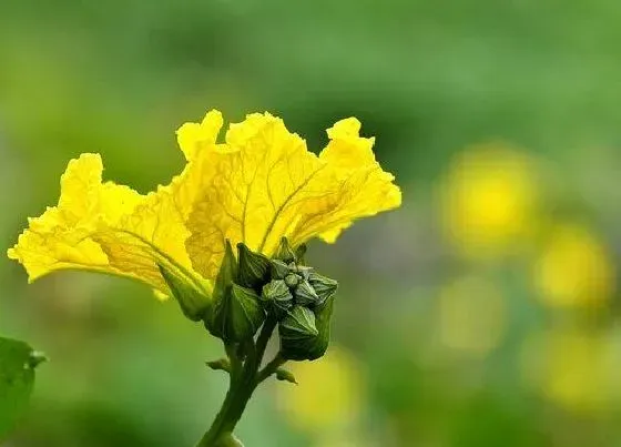 颜色花|丝瓜花是什么颜色的