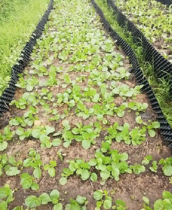 植物虫害|蔬菜黄曲条跳甲的防治措施（防治黄条跳甲特效药与方法）