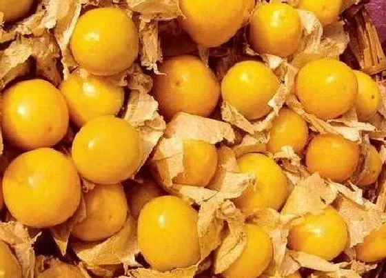 植物香味|姑娘果是什么味道的