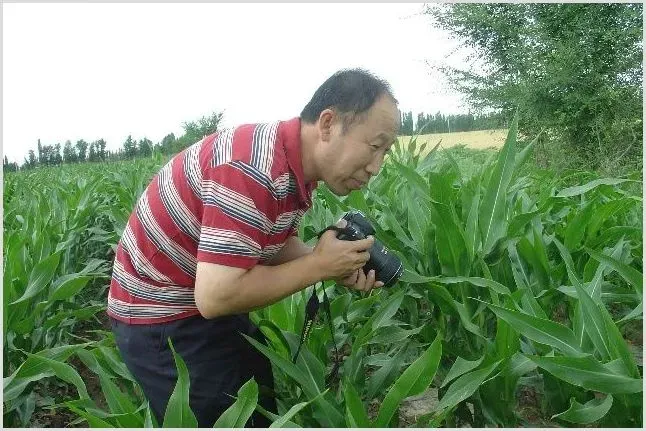 玉米丝黑穗病的症状发病规律及防治技巧 | 植物病害