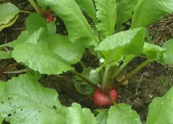 种植方法|水果萝卜最佳种植时间 生长期及栽培时间