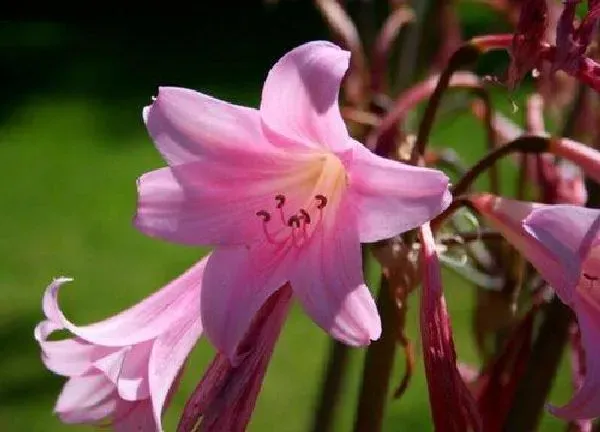 植物浇水|百合多久浇一次水