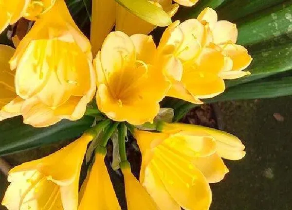 植物浇水|君子兰开花时能浇水吗