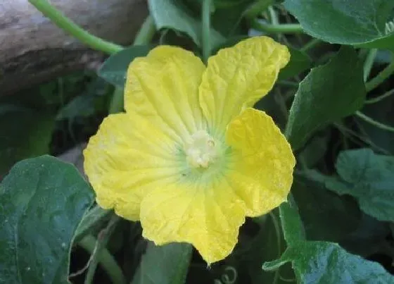 颜色花|丝瓜花是什么颜色的