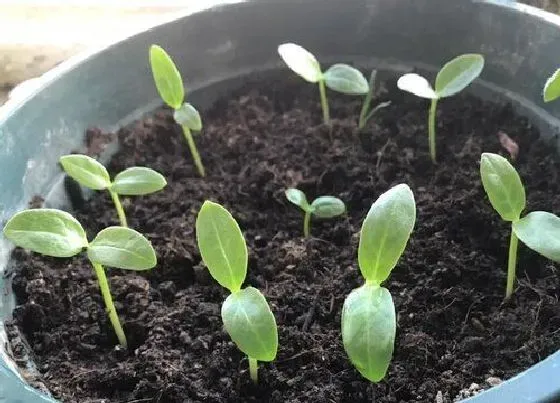 种植方法|木耳菜种植时间和方法