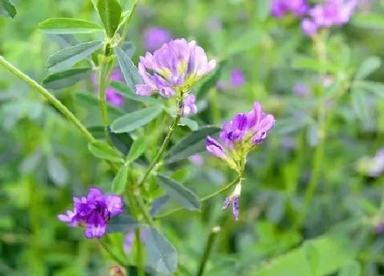 植物寓意|象征光明和希望的花 花语寓意代表着希望和光明的花