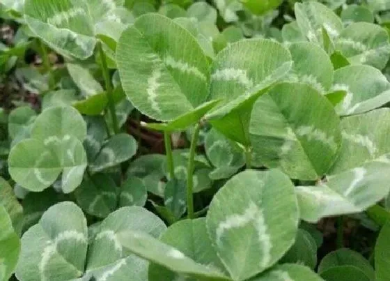 种植管理|苜蓿草的生长周期是多长时间