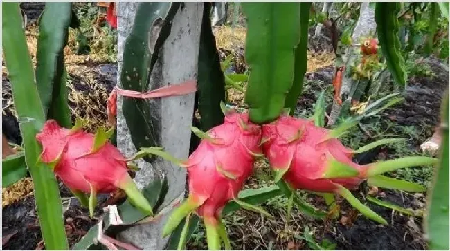 火龙果繁殖3个技巧 | 种植技术