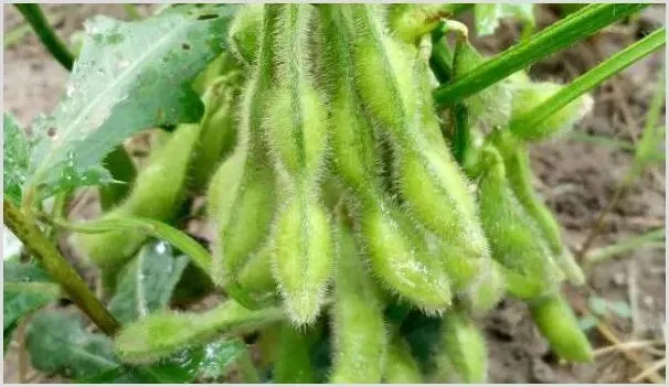 毛豆苗为什么会烂根 | 种植资料