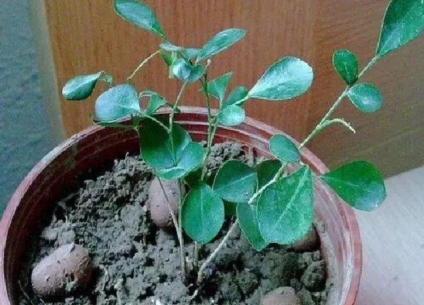 植物换土|九里香换土时间和方法