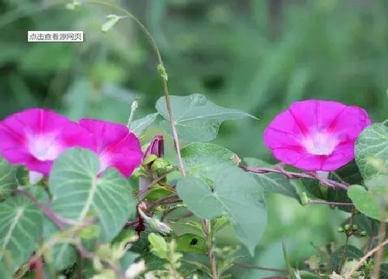 生长环境|牵牛花长在哪里