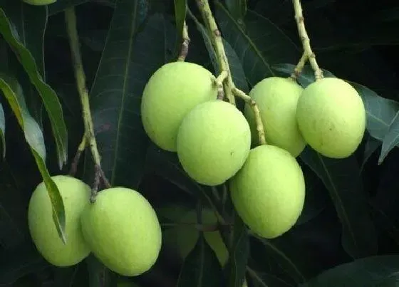 植物百科|南宁的市树是什么树