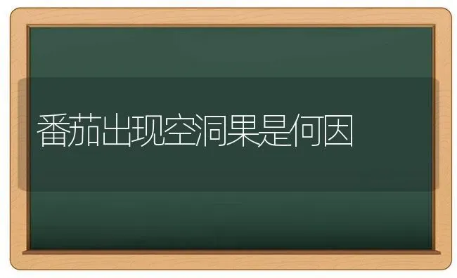 番茄出现空洞果是何因 | 瓜果种植