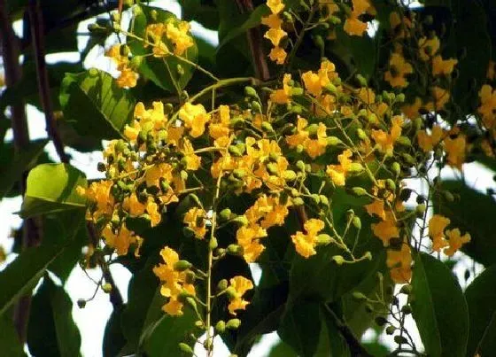 植物百科|紫檀会开花吗 开花是怎样的