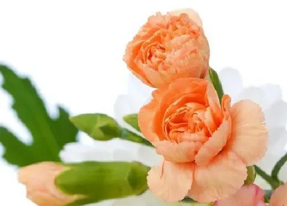 花语|康乃馨的花语是什么