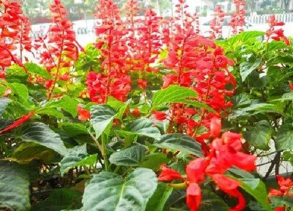 植物浇水|一串红怎么浇水方法