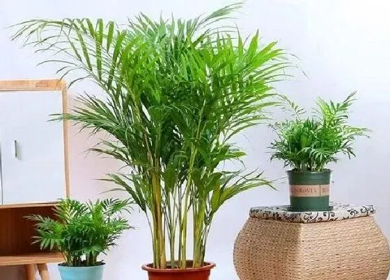 种植位置|凤尾竹可以种在院子里吗